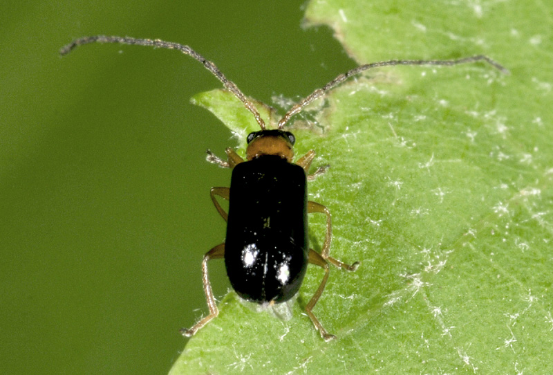 Chrysomelidae:  Luperus sp.